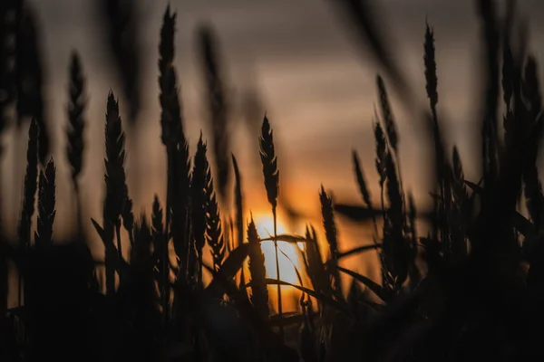 Silhouettes Grain Ears Sunrise Light — Stock Photo, Image