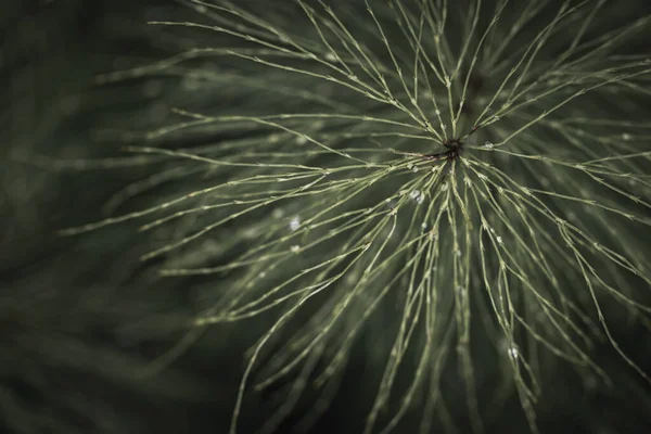 Equisetum Arvense Στο Λιβάδι Άγρια Βότανα — Φωτογραφία Αρχείου