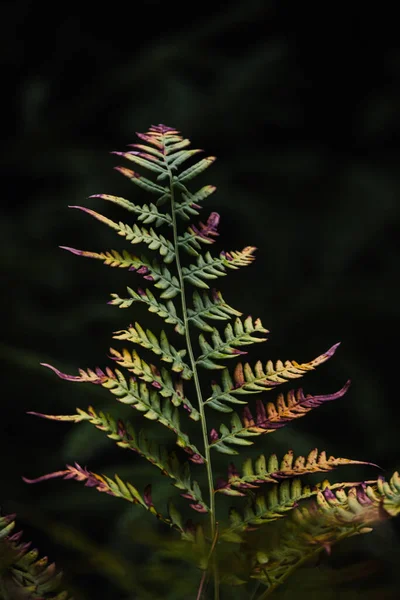 Forest Fern Branch Dark Forest Background — Foto Stock