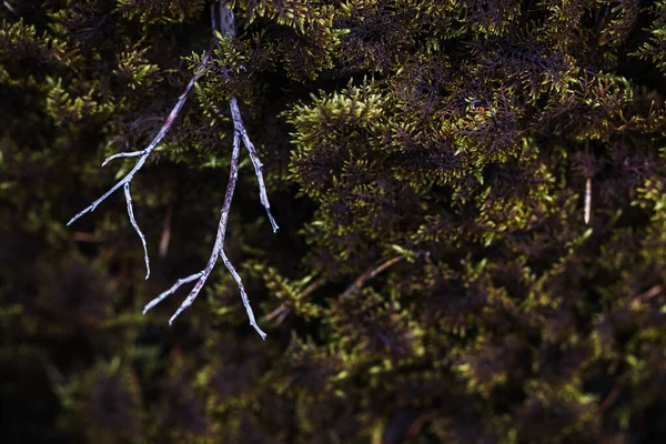 绿色苔藓背景上的枯枝 — 图库照片