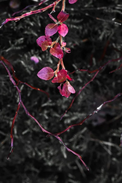 배경에 블루베리 잎이나 — 스톡 사진