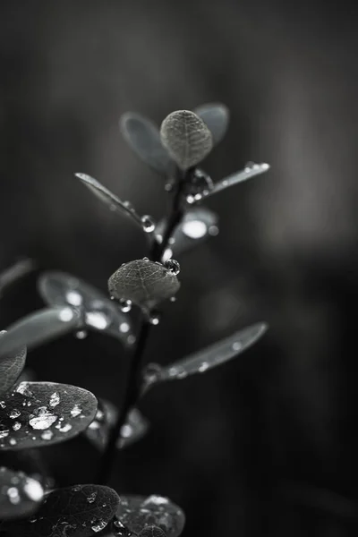 Ветка Ежевики Капельками Дождя Черно Белом Фото — стоковое фото
