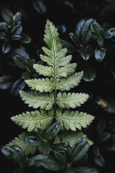 Rama Helecho Forestal Sobre Fondo Hojas Arándano — Foto de Stock