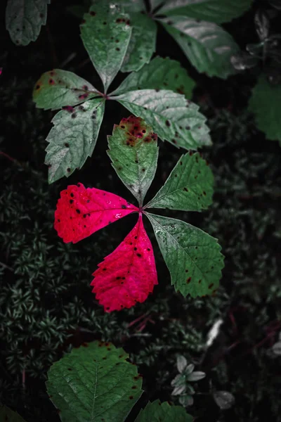 Viña Con Hojas Rojas Sobre Musgo —  Fotos de Stock