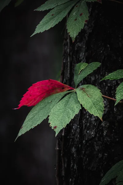 Texturované Strom Kůra Červené Listy Virginie Creeper — Stock fotografie