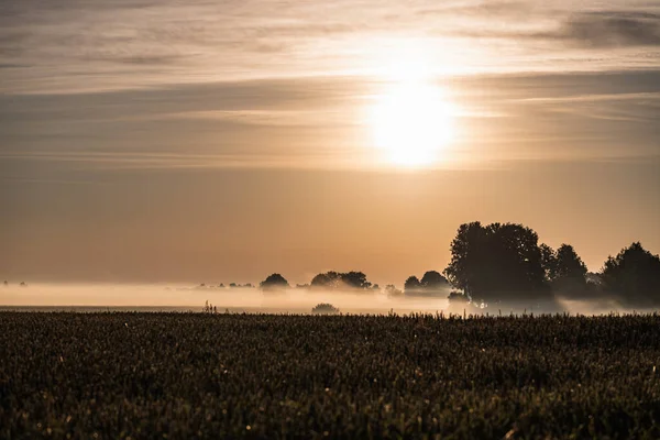 Wheat Field Morning Fog Sunrise — Fotografia de Stock