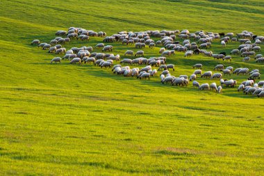 Slovakya 'nın Socovce köyü yakınlarında koyun otlatılıyor.