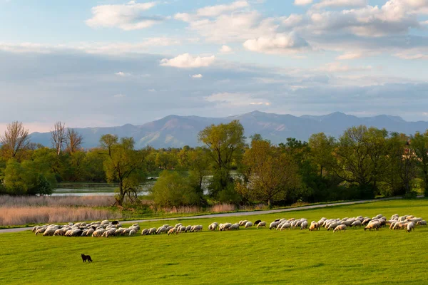 Schafe Weiden Der Nähe Von Socovce Dorf Der Slowakei — Stockfoto