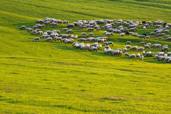 Sheep Grazing Socovce Village Slovakia — Stock Photo, Image