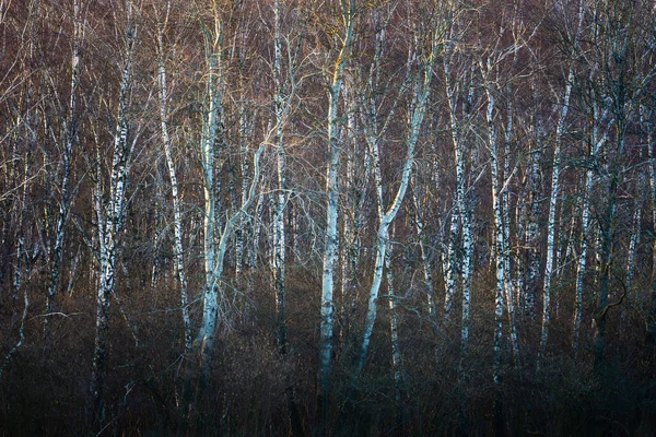 Bouleaux Argentés Éclairés Par Lumière Soir Région Turiec Slovaquie — Photo