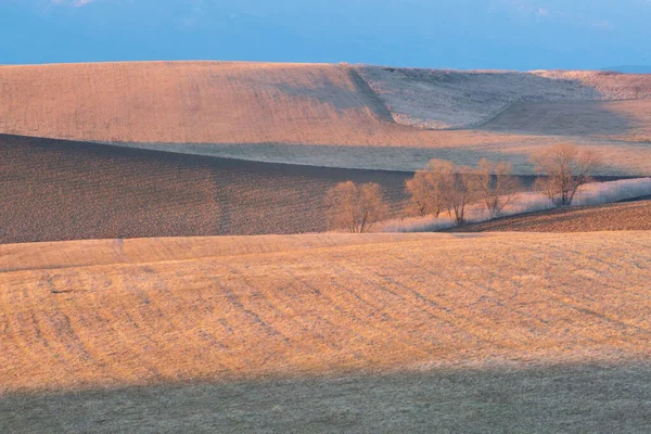 Saule Dans Les Champs Région Turiec Slovaquie — Photo