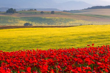 Turiec bölgesinin yaz kırsal manzarası, Slovakya.