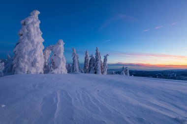 Mala Fatra dağ sırası, Slovakya 'da kış ormanı.
