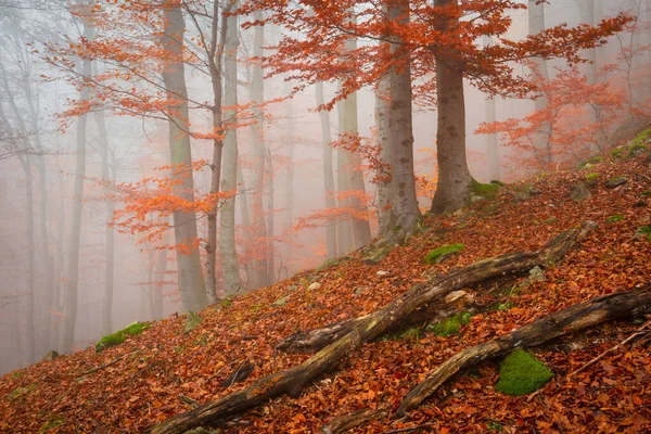 Forêt Automnale Dans Chaîne Montagnes Mala Fatra Slovaquie — Photo