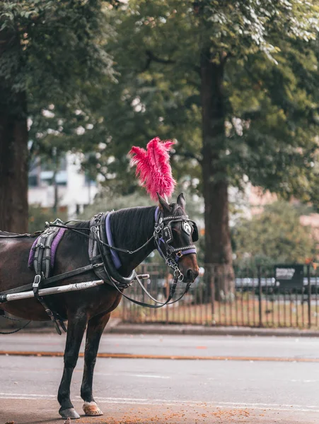 Άλογο Και Μεταφορά Central Park Νέα Υόρκη — Φωτογραφία Αρχείου