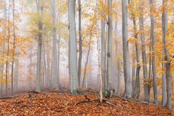 霧の日 スロバキアのマラFatra山のブナの森 — ストック写真