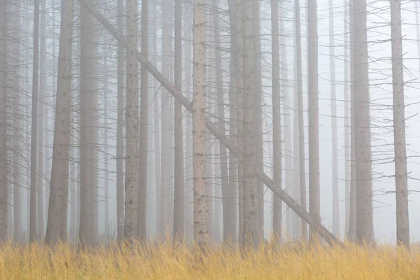 Köd Velka Fátra Nemzeti Park Lábánál Szlovákia — Stock Fotó