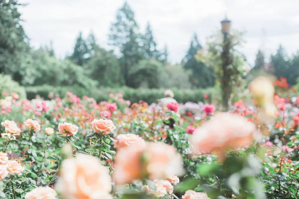 Προβολή Των Ροζ Τριαντάφυλλα Στο Portland International Rose Test Garden — Φωτογραφία Αρχείου