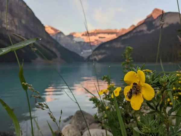 Lago Louise Nascer Sol Com Abelhas Flor — Fotografia de Stock