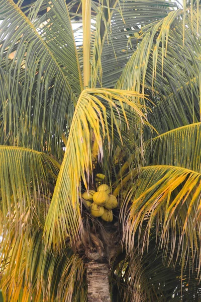 Kokosboom Met Een Close Kokosnoten — Stockfoto
