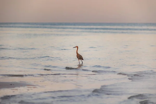 日の出に海の鳥が水の上を歩く — ストック写真