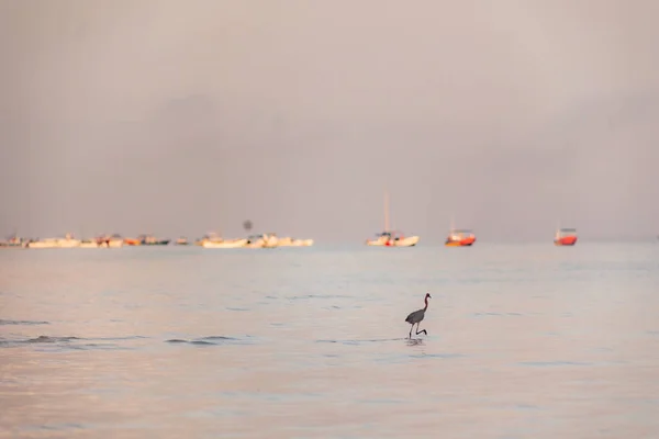 Θαλάσσιο Πουλί Που Περπατά Στο Νερό Του Ωκεανού Βάρκες Στο — Φωτογραφία Αρχείου