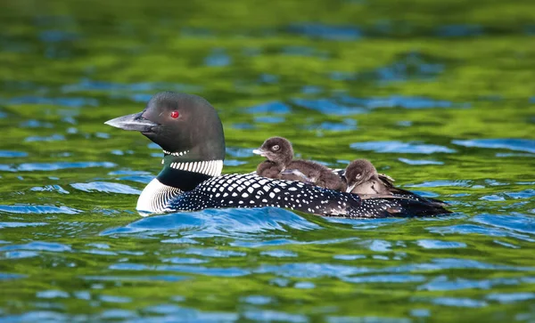 Lomo Adulto Con Dos Bebés Espalda Nadando Lago Canadá —  Fotos de Stock