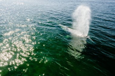 Mukilteo rıhtımında gri bir balinanın manzarası