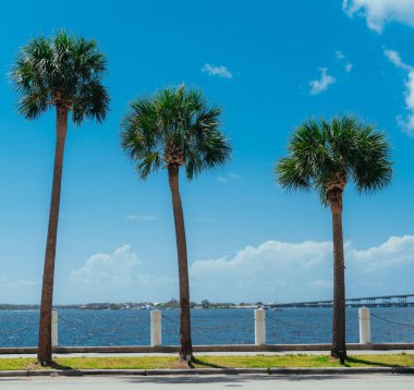 Miami sahilinde palmiye ağaçları