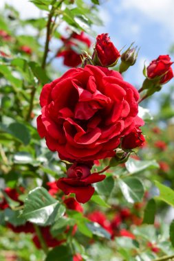 Petrvovac na Moru 'da kırmızı gül çiçeği, Karadağ, Adriyatik denizi