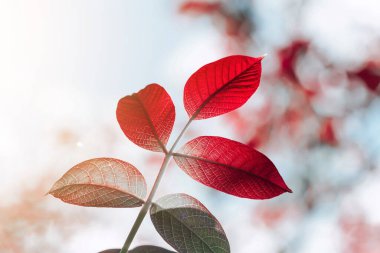 Sonbahar mevsiminde kırmızı ağaç yaprakları, sonbahar renkleri