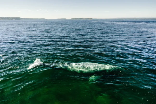 Ampla Vista Angular Baleia Cinzenta Crc2440 Puget Sound — Fotografia de Stock