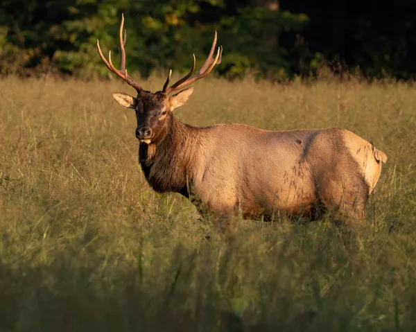 Jeune Wapiti Des Montagnes Rocheuses — Photo