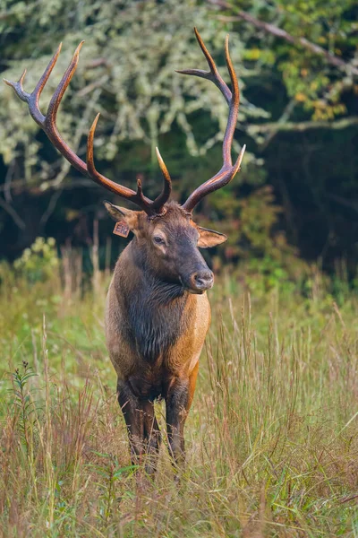 Rocky Mountain Elk Bull — Stock Photo, Image