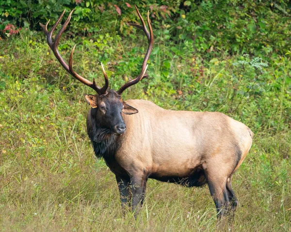 Rocky Mountain Bull Elk — Stock Photo, Image