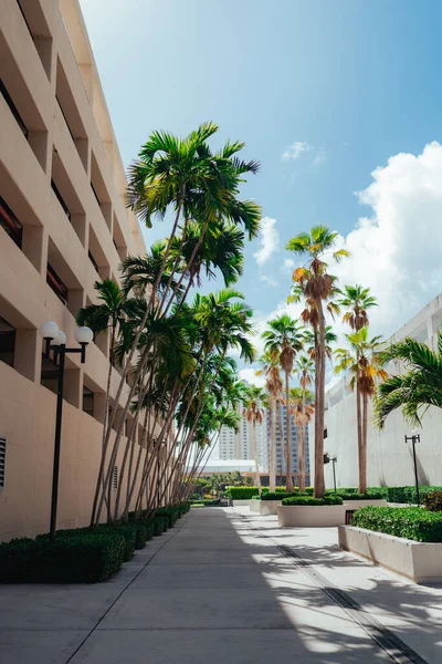 Palmen Ansichten Brickell Miami Usa — Stockfoto