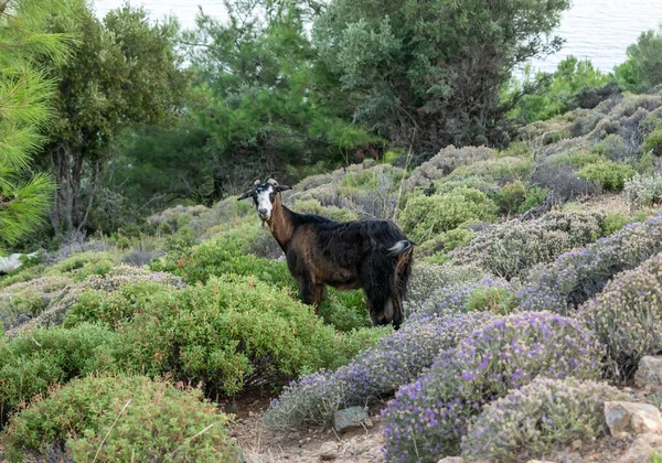 Chèvre Sauvage Thassos Grèce — Photo
