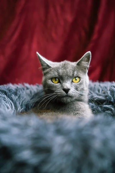 Gato Sobre Fondo Borgoña Gris — Foto de Stock