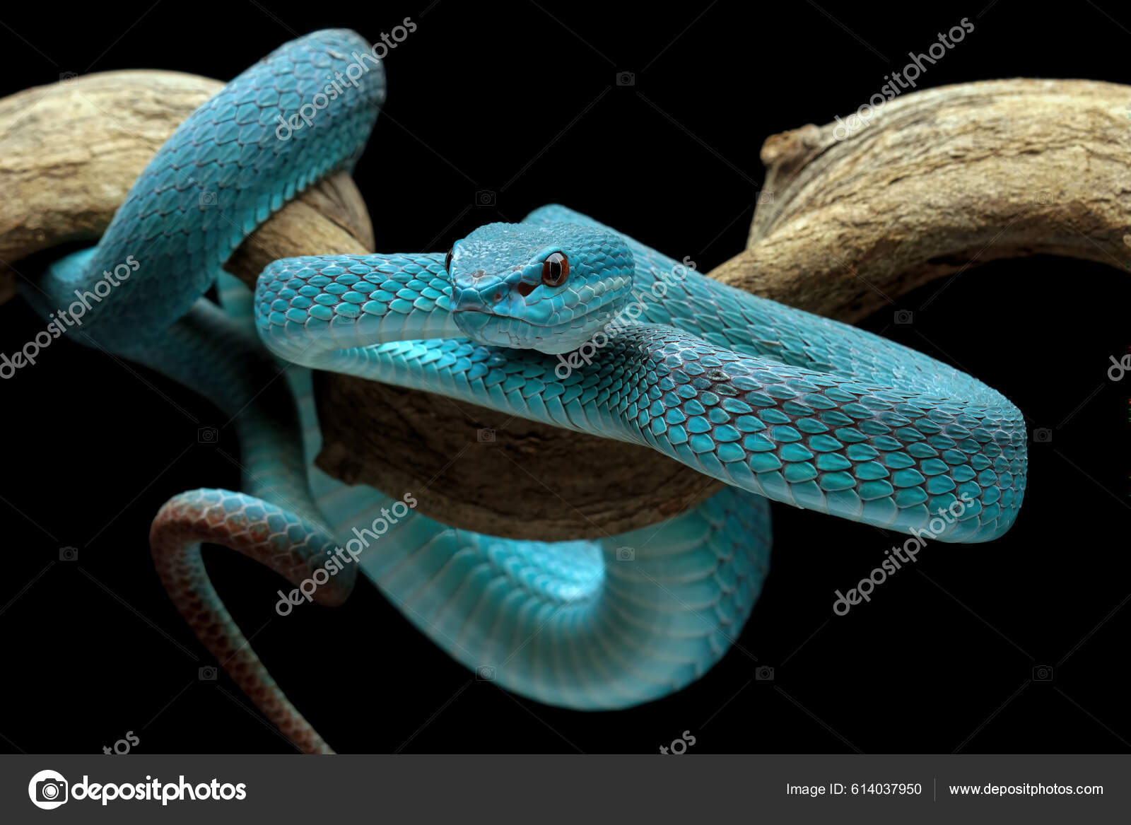Cobra víbora azul no ramo cobra víbora azul insularis