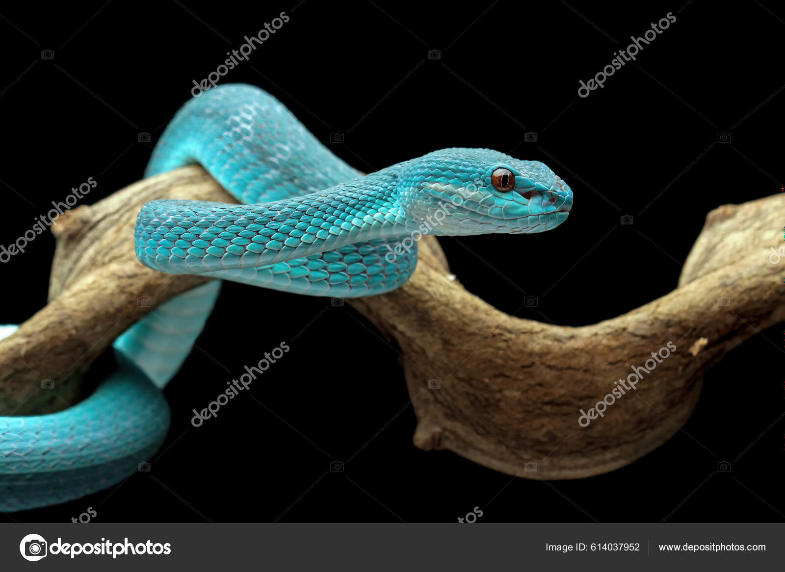 Fotos de Cobra azul, Imagens de Cobra azul sem royalties