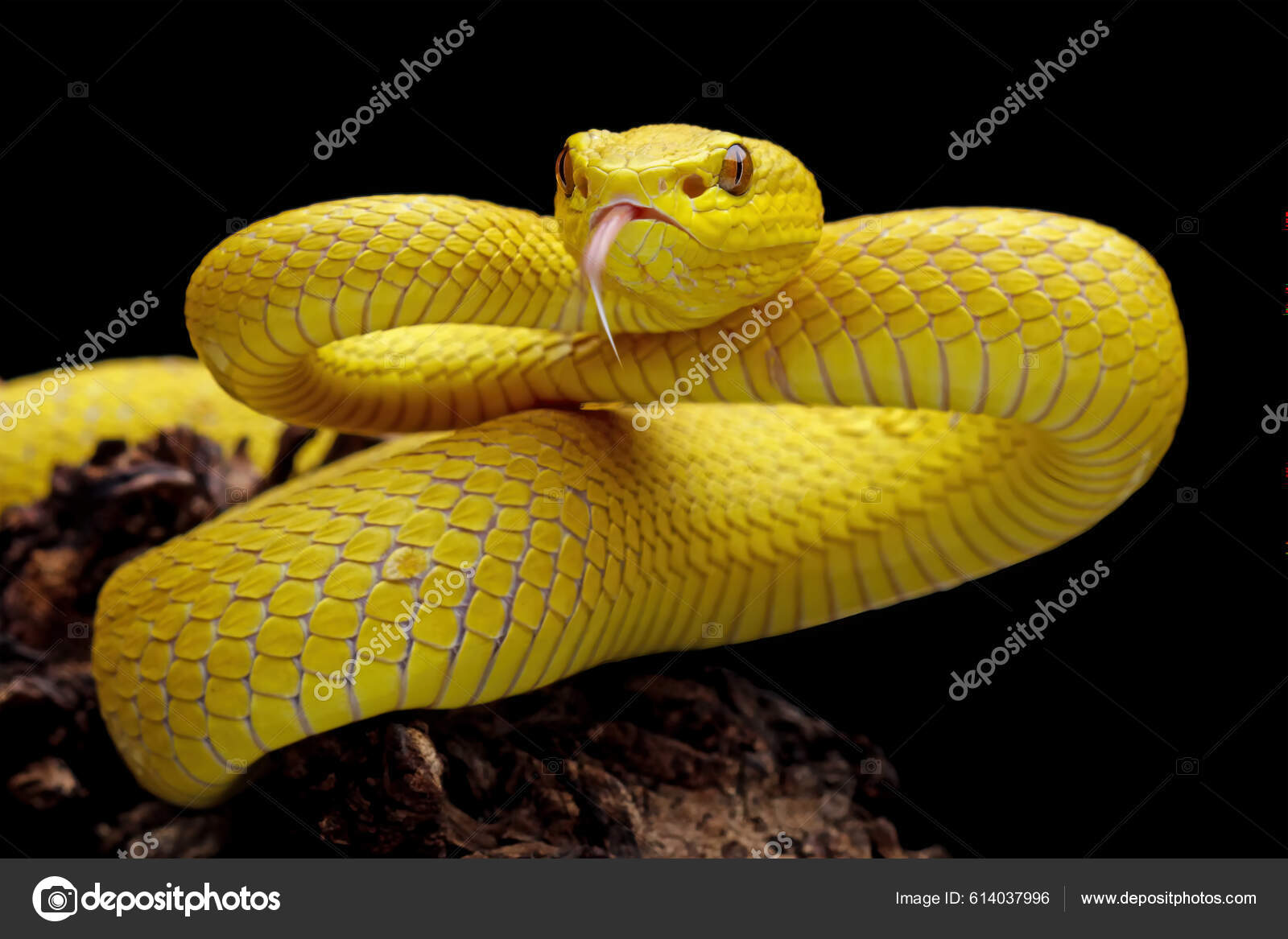 Serpente Azul-insularis Víbora Venenosa Imagem de Stock - Imagem