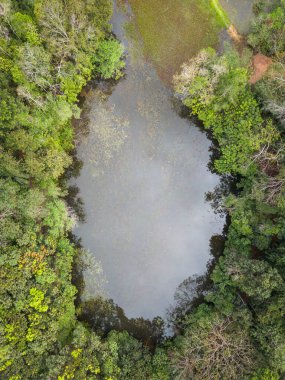 Yeşil yağmur ormanlarındaki çamurlu göle güzel bir tepeden aşağı manzara