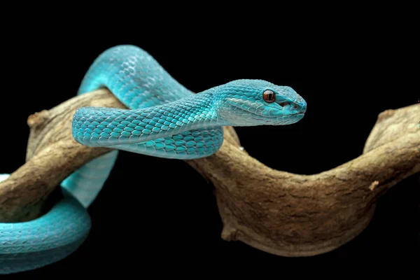 Cobra Víbora Azul Peçonhenta Alta Isolada Fundo Preto — Fotografia de Stock