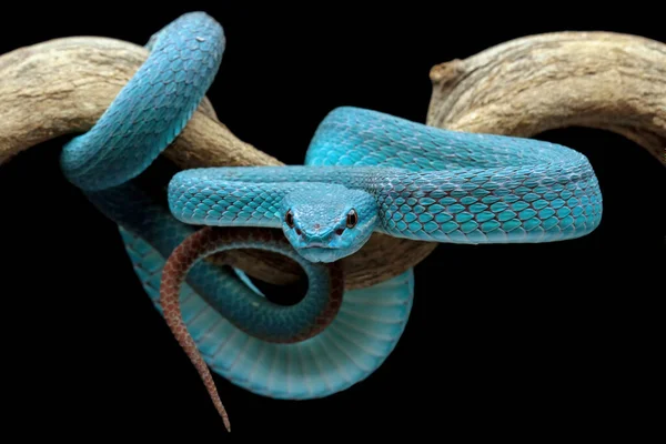Повна Довжина Блакитна Змія Гілці Головою Зверненою Вперед — стокове фото