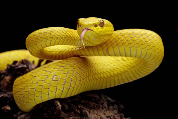 Serpiente Víbora Amarilla Venenosa Alta Aislada Sobre Fondo Negro — Foto de Stock