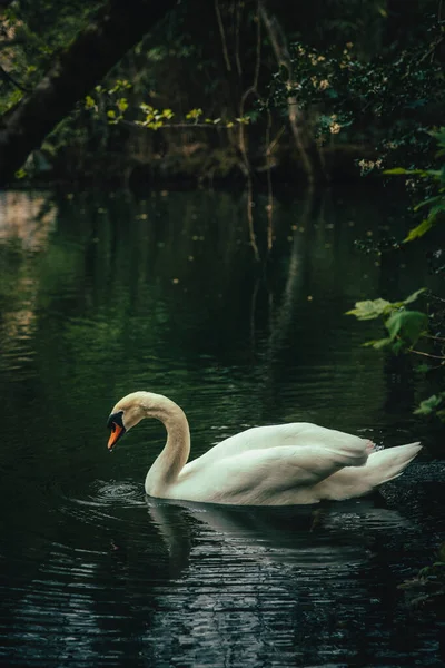 Swan Floating Water Calm Lake Surrounded Vegetation — Stock Photo, Image