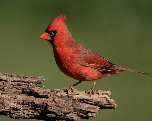 Northern Cardinal Perched Log — Stock Photo, Image