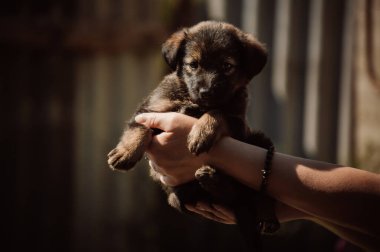 Küçük sevimli kahverengi köpek yavrusunu tutan eller