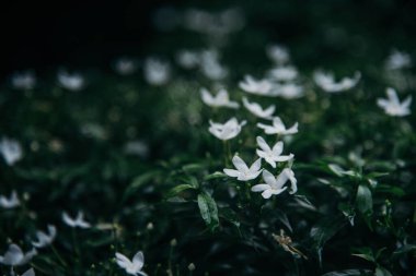 Bulanık arkaplanı olan ıslak beyaz çiçek çalıları