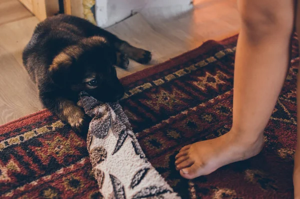 Küçük Kız Karışık Halıda Sevimli Bir Köpekle Oynuyor — Stok fotoğraf